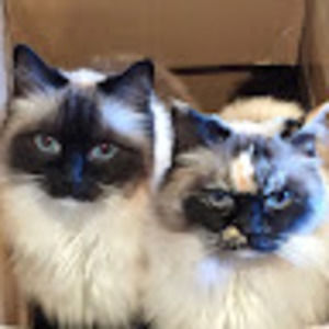 Meet your Posher, Lisa